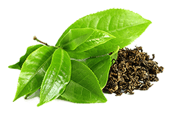 Suhi ekstrakt listova zelenog čaja