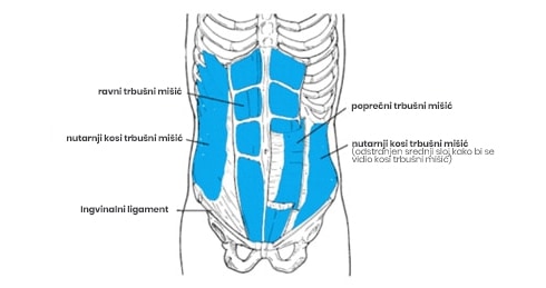 Anatomija trebušnih mišic