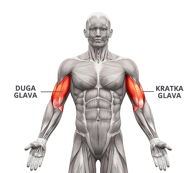 6 najučinkovitijih vježbi za čvrste i snažne ruke - Golden Tree