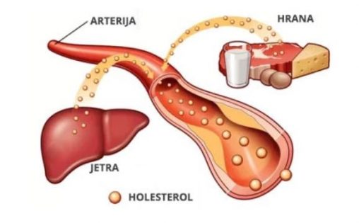 izvori kolesterola