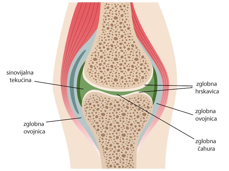 osnovni dijelovi zgloba