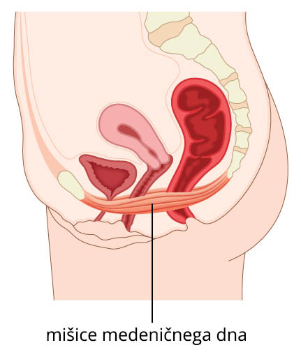 mišići zdjeličnog dna