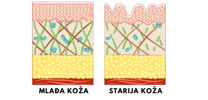 Mlađa vs. starija koža