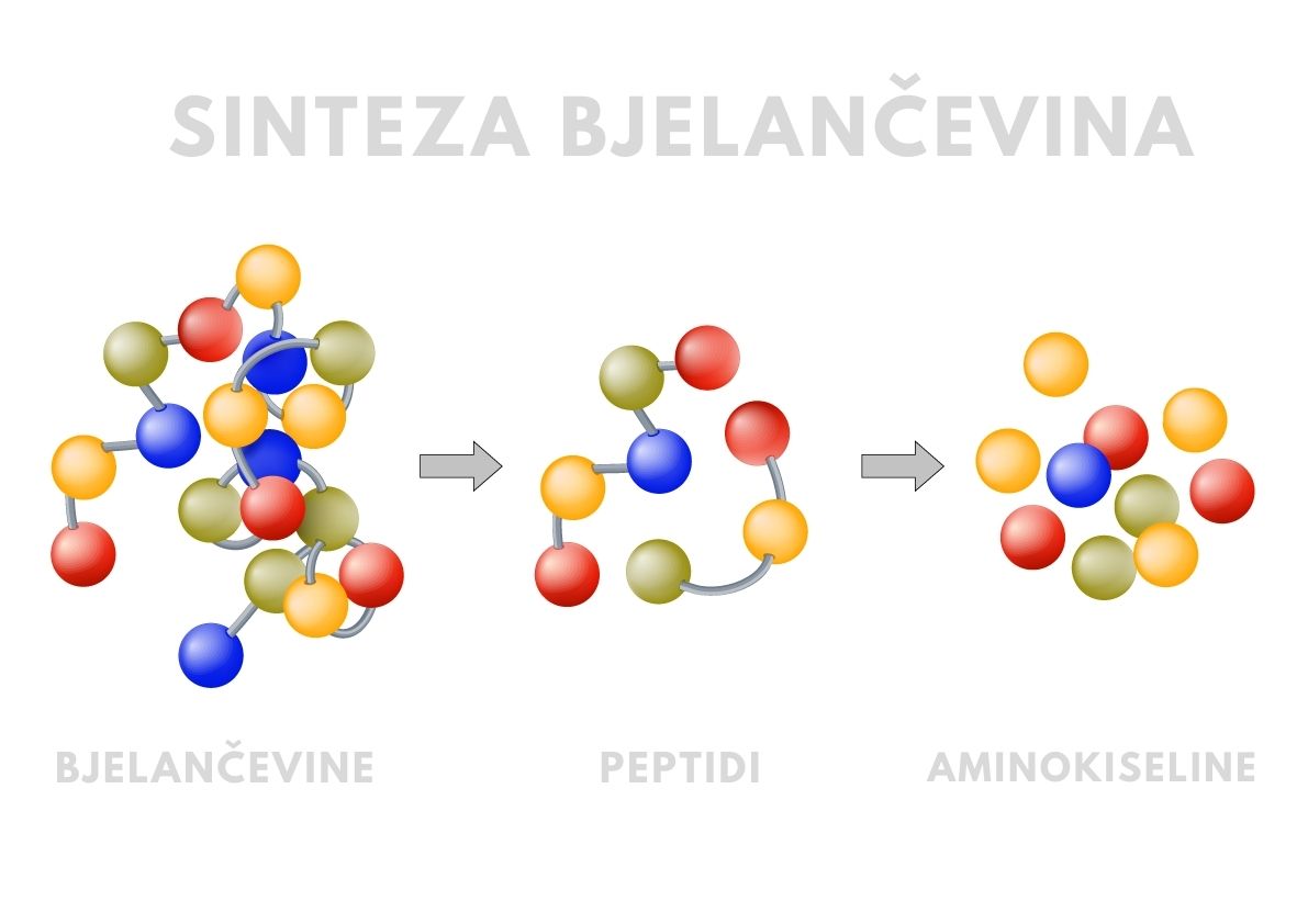 Sinteza bjelančevina