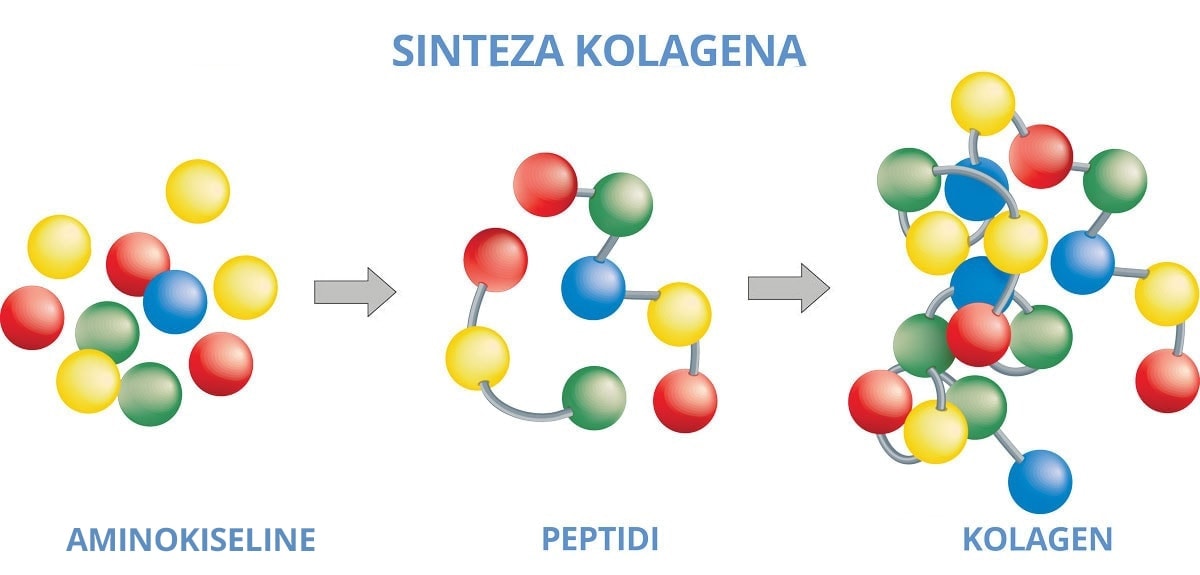 Sinteza kolagena